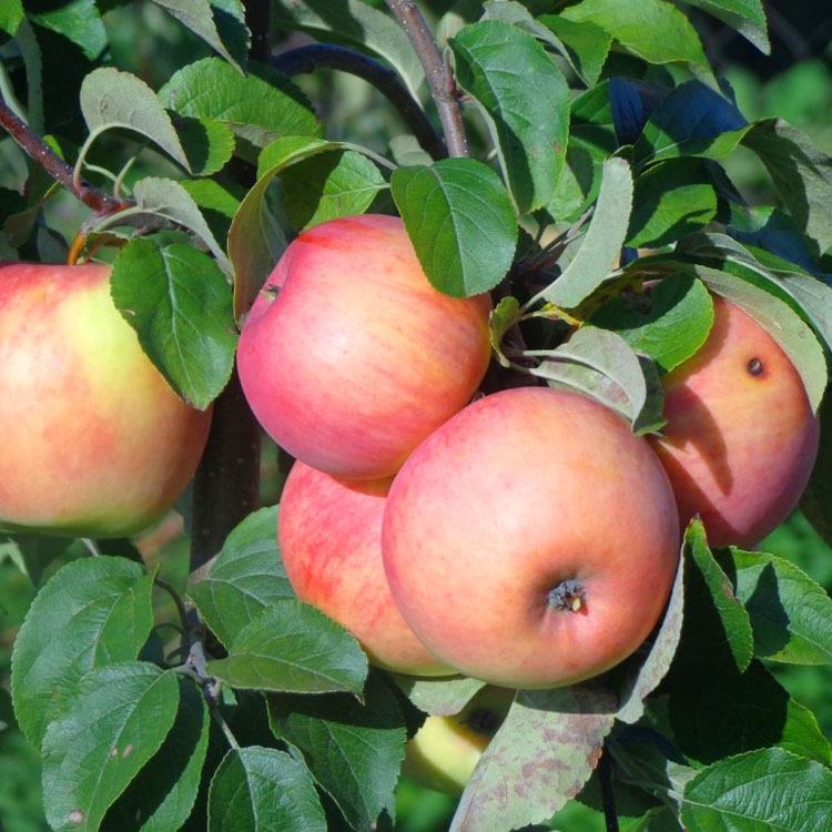 яблоня услада1