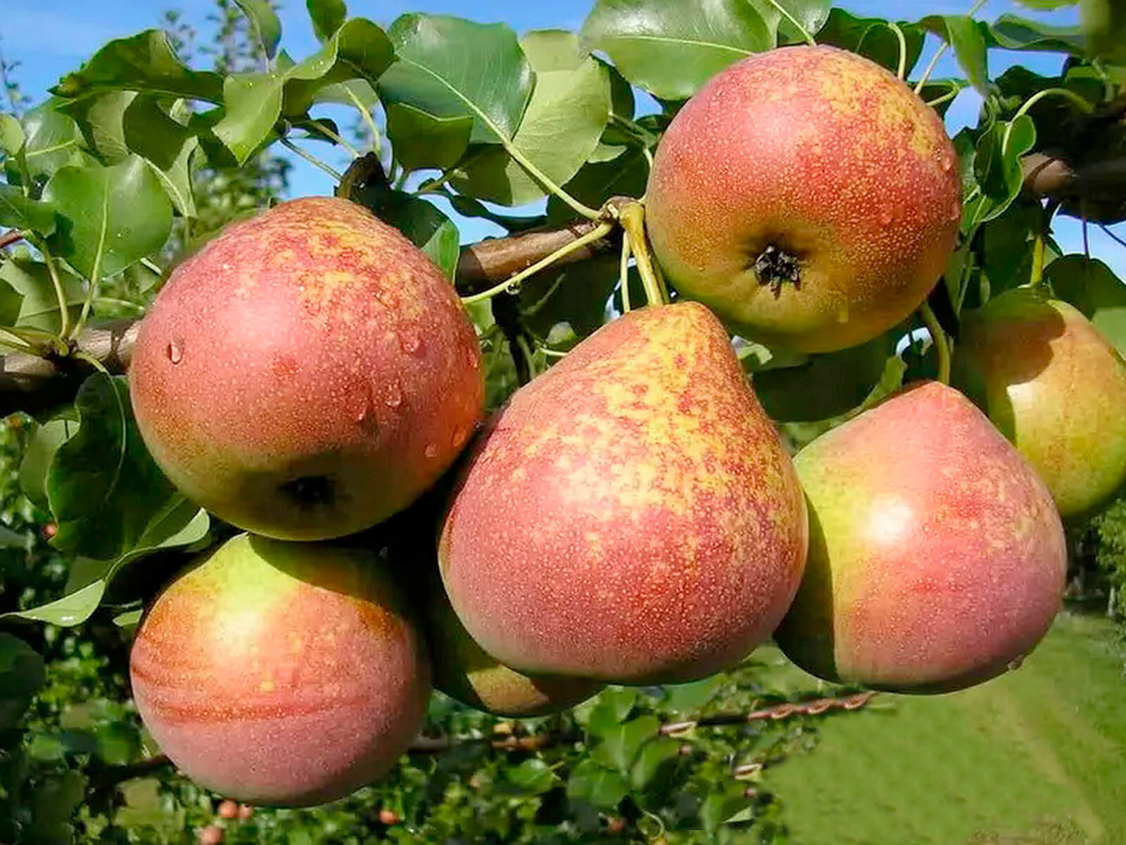 груша мраморная