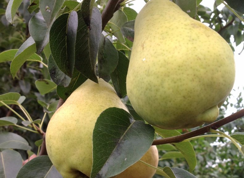 просто мария