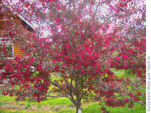 Яблоня декоративная Прайри фаер