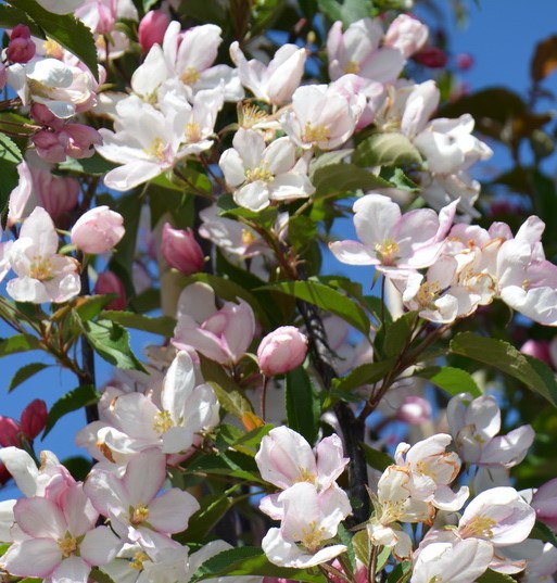 Яблоня декоративная Ред обелиск