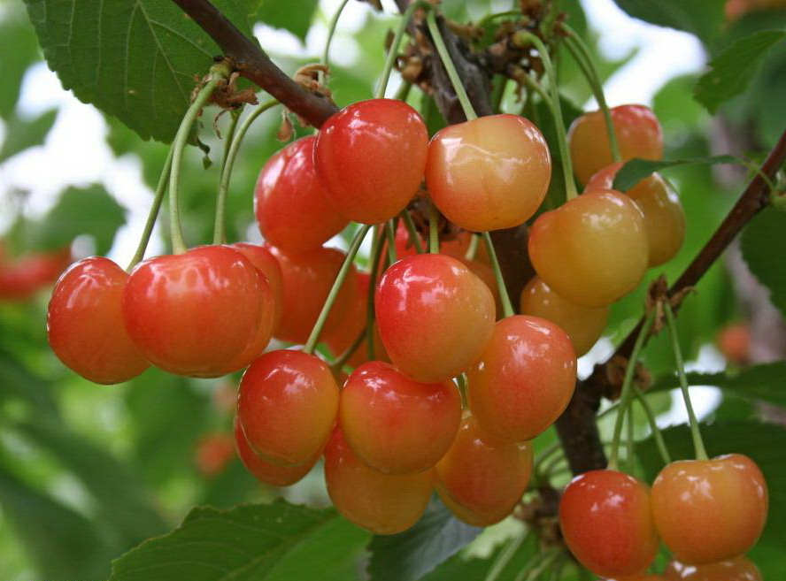 черешня брянская розовая