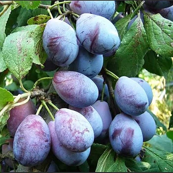 Слива Венгерка ранняя